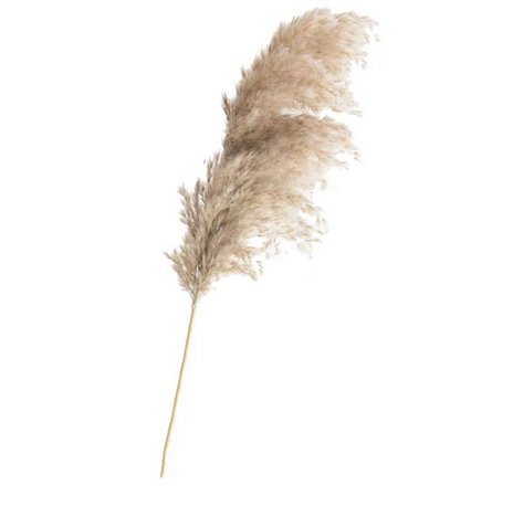 Natural Pampas Grass - 4 Stems