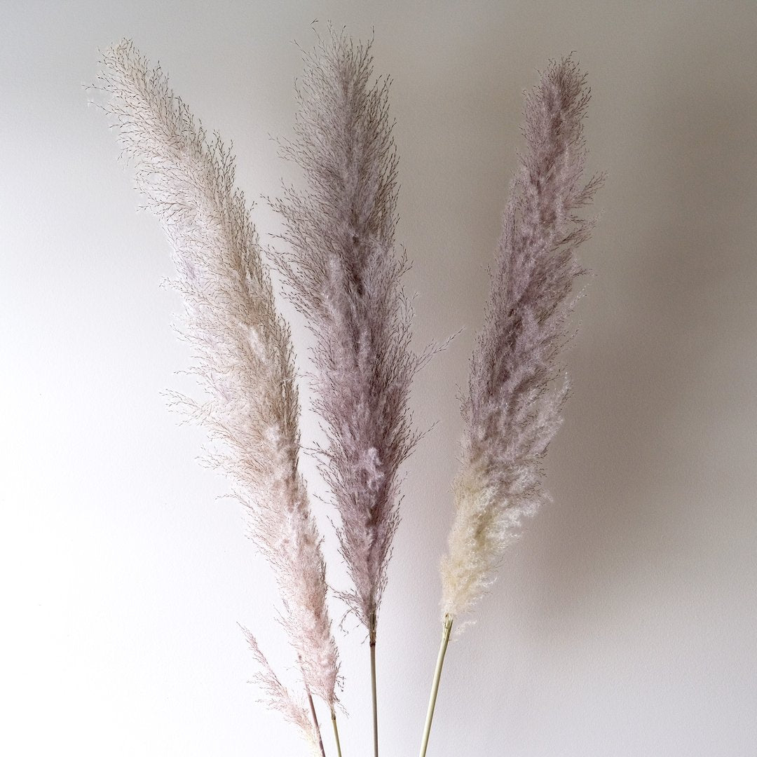 Pampas Grass - Grey 3 Stems