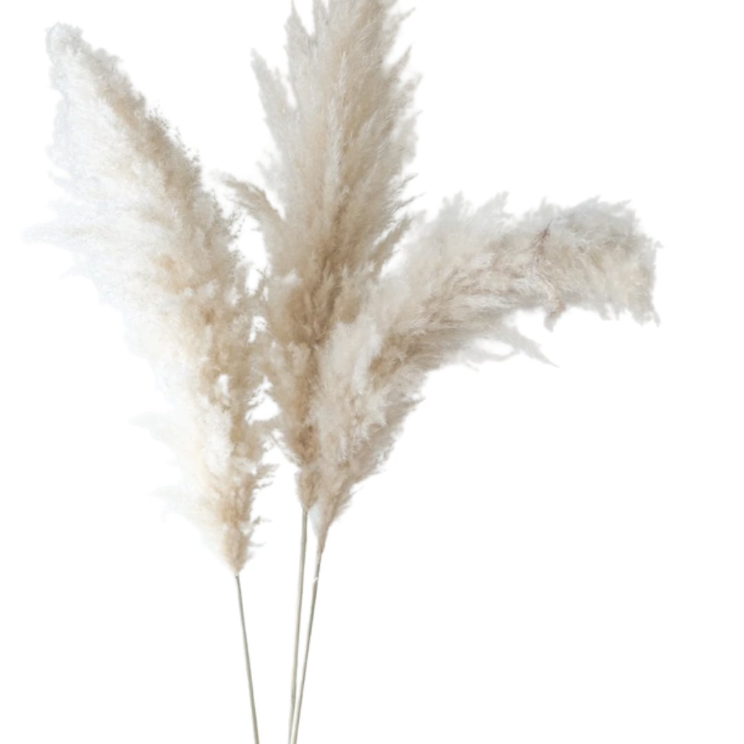 Pampas Grass White - 3 Stems