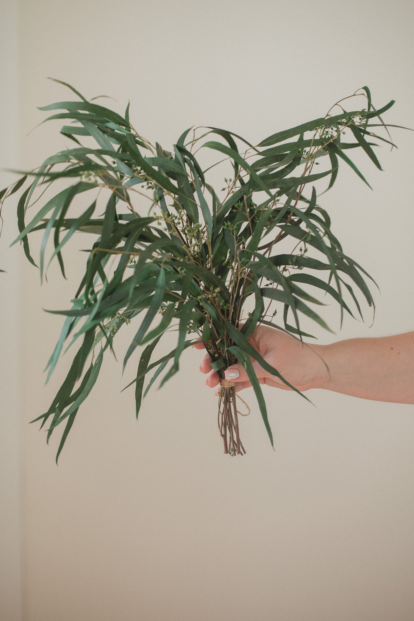 Preserved Seeded Weeping Willow Eucalyptus - Chic Chaos Home