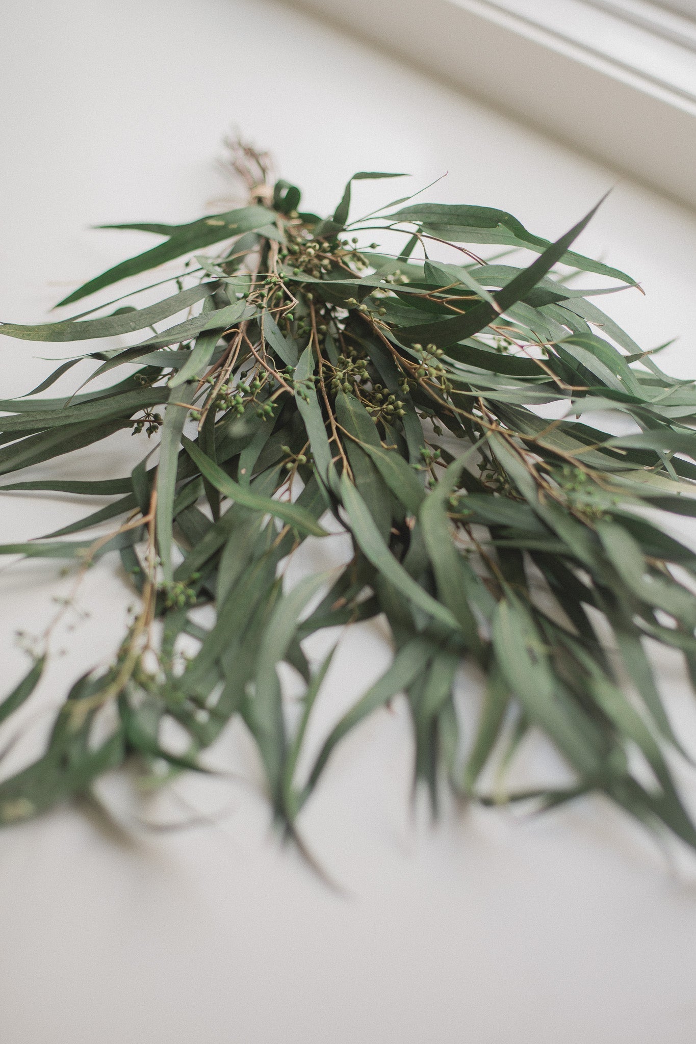Preserved Seeded Weeping Willow Eucalyptus - Chic Chaos Home