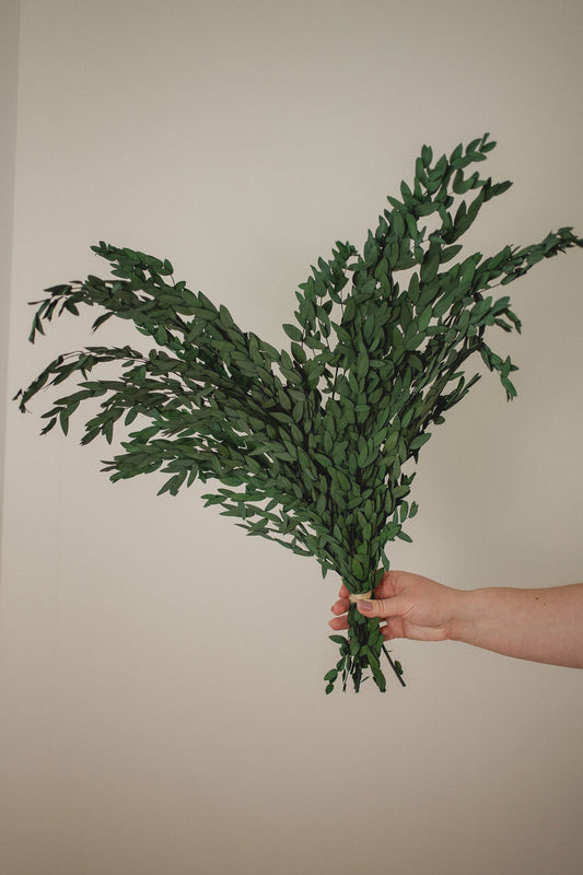 Preserved Short Willow Eucalyptus (Parvifolia) - Chic Chaos Home