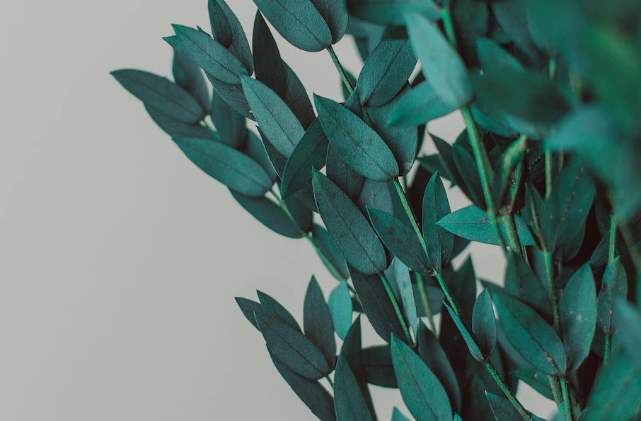 Preserved Short Willow Eucalyptus (Parvifolia) - Chic Chaos Home
