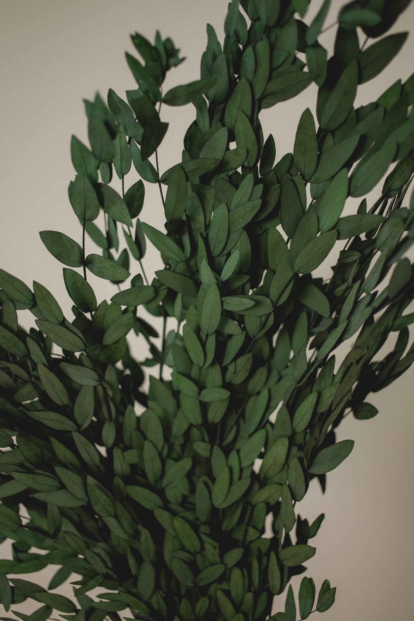 Preserved Short Willow Eucalyptus (Parvifolia) - Chic Chaos Home