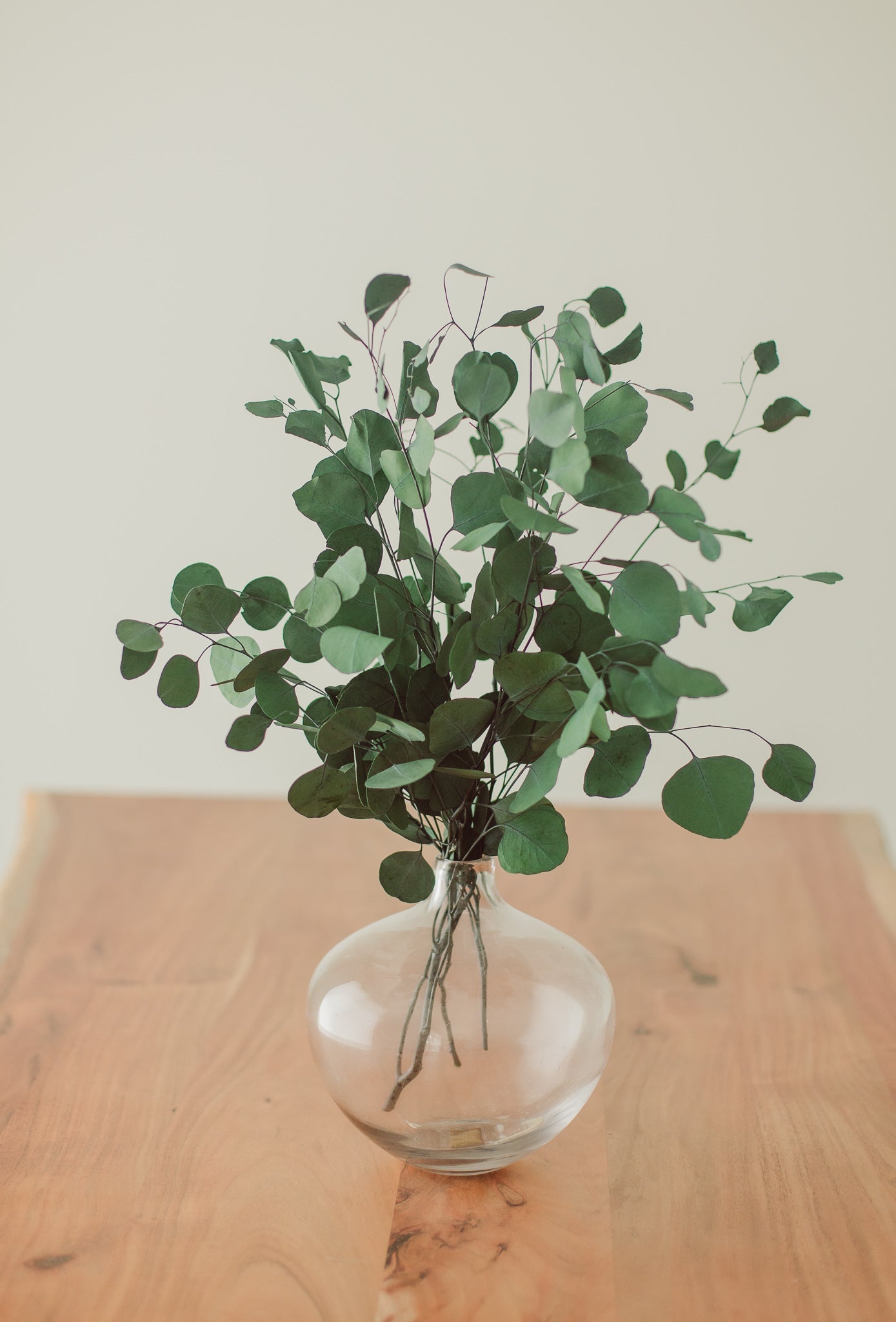 Preserved Silver Dollar Eucalyptus Bundle - Chic Chaos Home