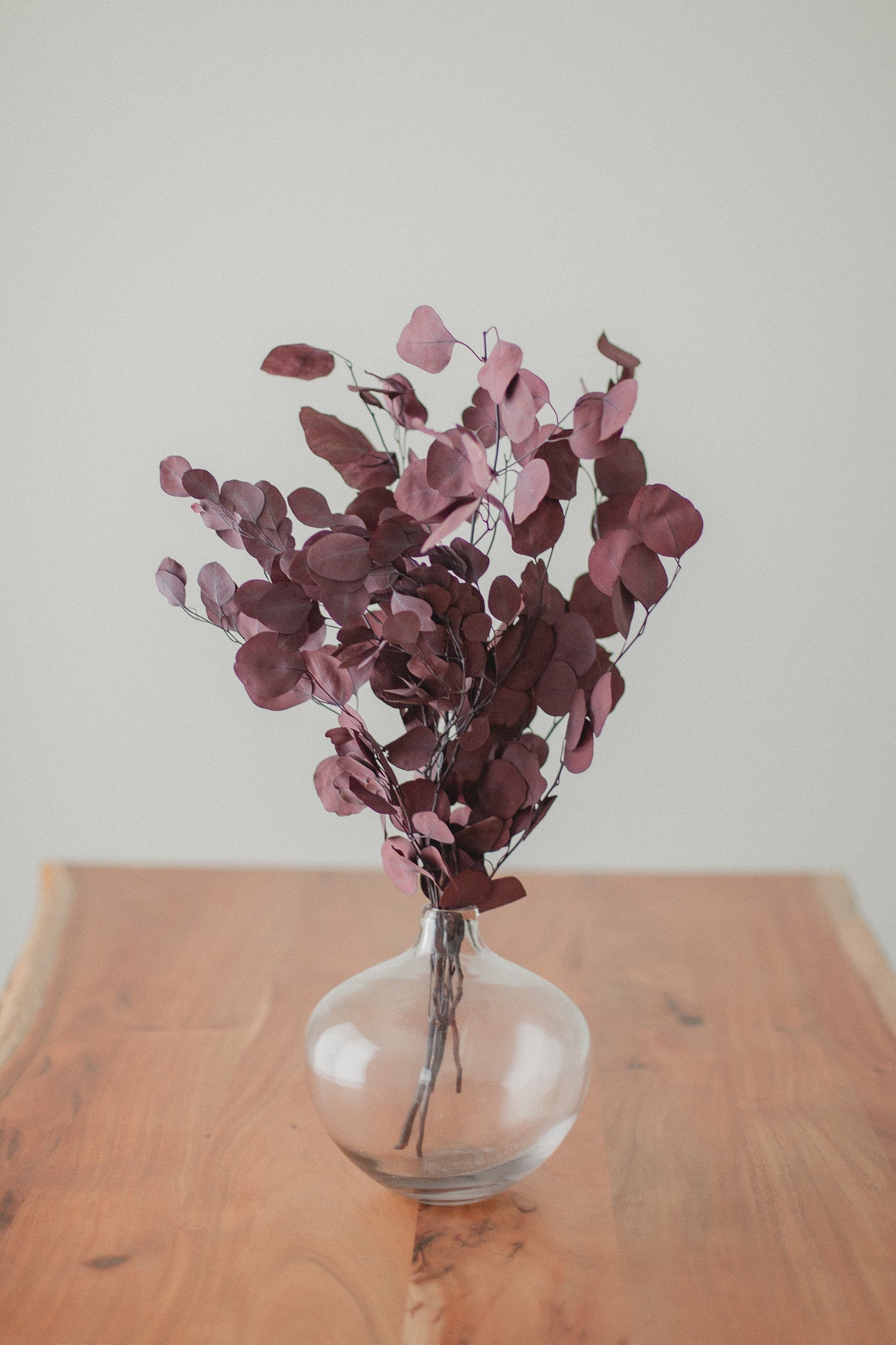 Preserved Silver Dollar Eucalyptus Bundle - Chic Chaos Home