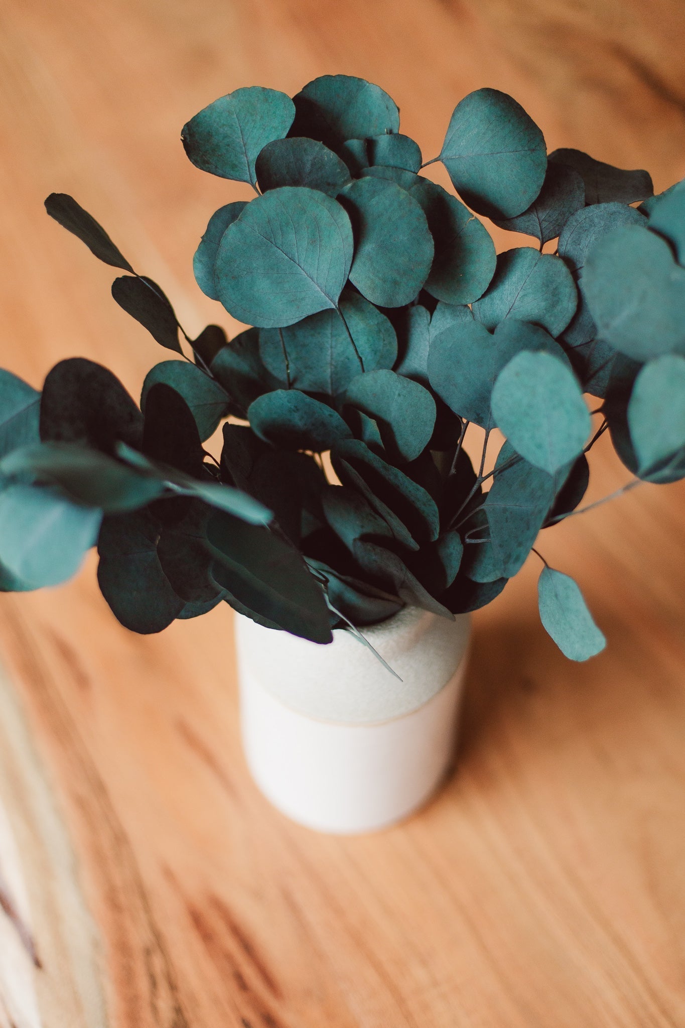 Preserved Silver Dollar Eucalyptus Bundle - Chic Chaos Home